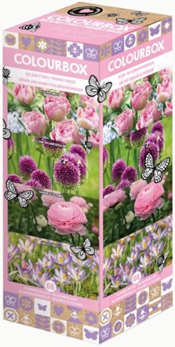 Colourbox Pink & Purple – Flower bulbs mix