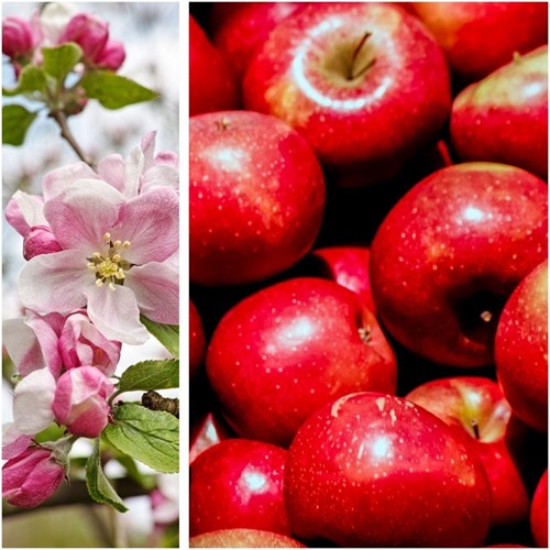 Apple Gala - Malus domestica