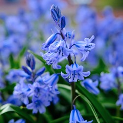 Spanish bluebells Blue Bells - Scilla non-scripta