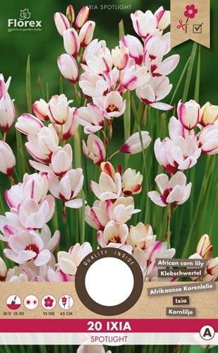 Ixia Spotlight - Corn lily