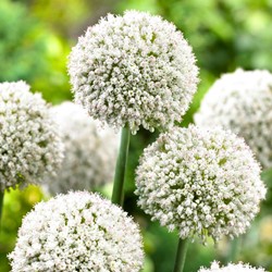 Allium White Cloud - Ornamental garlic
