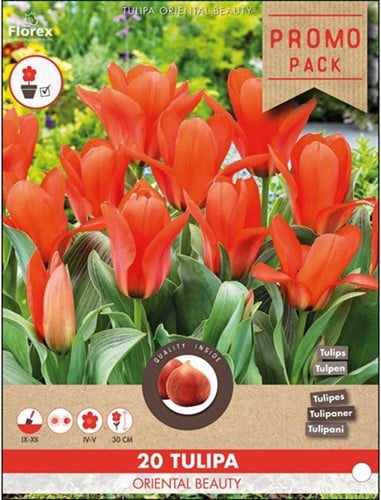 Tulip Oriental Beauty