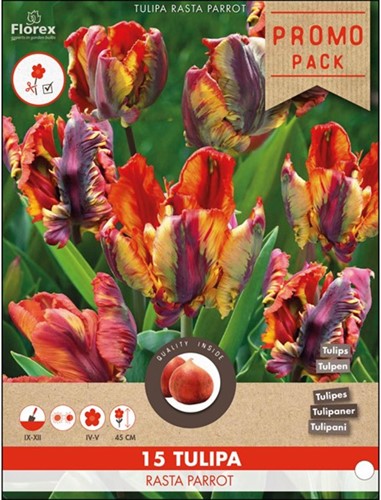 Tulip Rasta Parrot