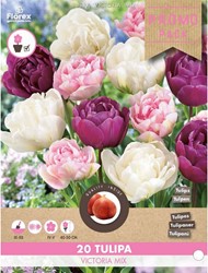 Tulips Victoria Mix - Tulipa