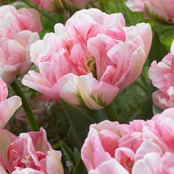 Tulips Finola - Tulipa