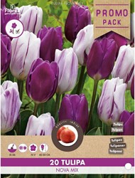 Tulips Nova mix - Tulipa