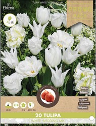 Tulips White Wedding mix – Tulipa