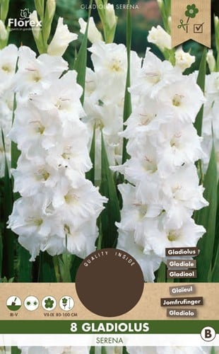 Gladiolus Serena - Sword lily White 