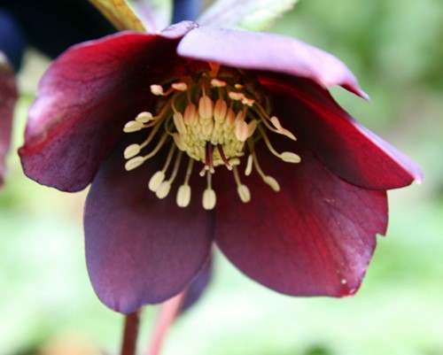 Helleborus Orientalis Pretty Ellen Red - Lenten Rose