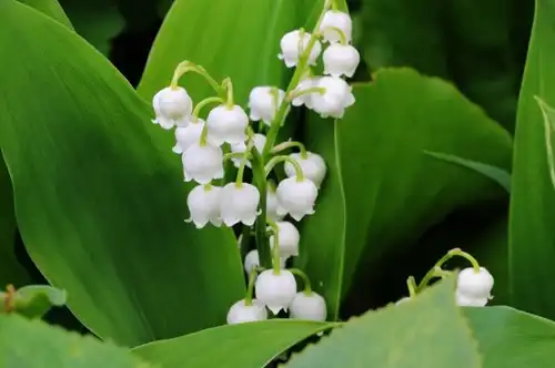 Lily of the Valley (Large Pack) - Convallaria Majalis
