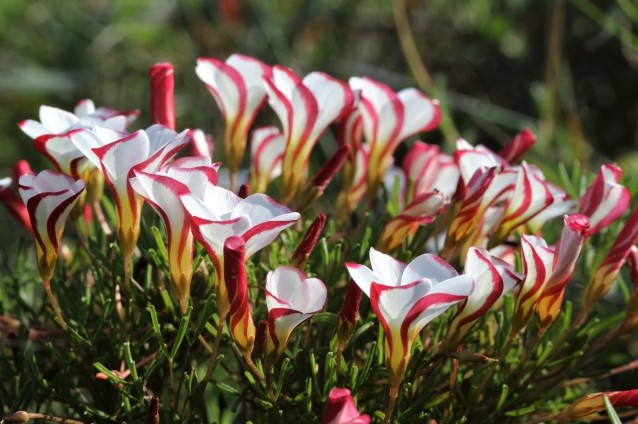 Oxalis versicolor deals