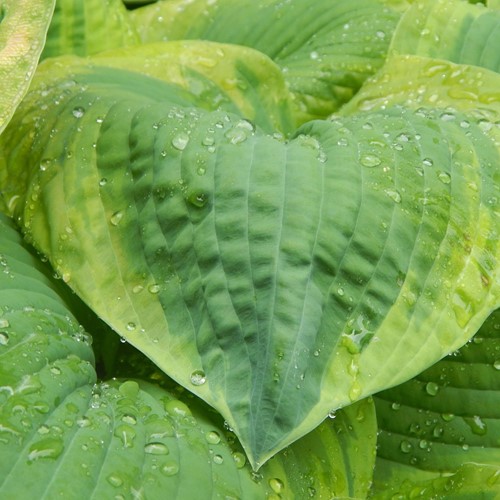 Hosta Frances Williams (Pot plant)