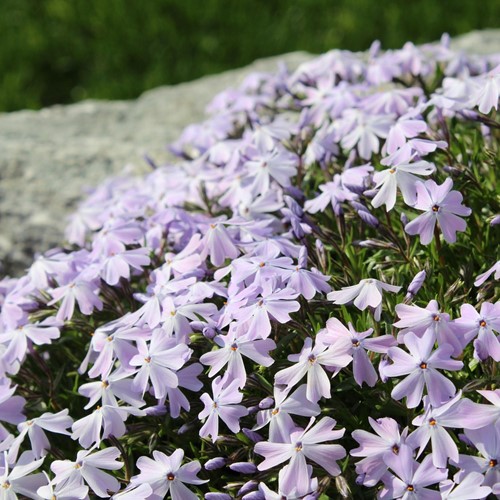 Creeping Phlox Emerald Cushion Blue - Phlox subulata (Six-pack)