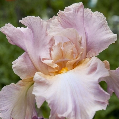 Iris Germanica Constant Wattez - Bearded Iris