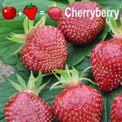 2x Strawberry plants Cherryberry - Fragaria