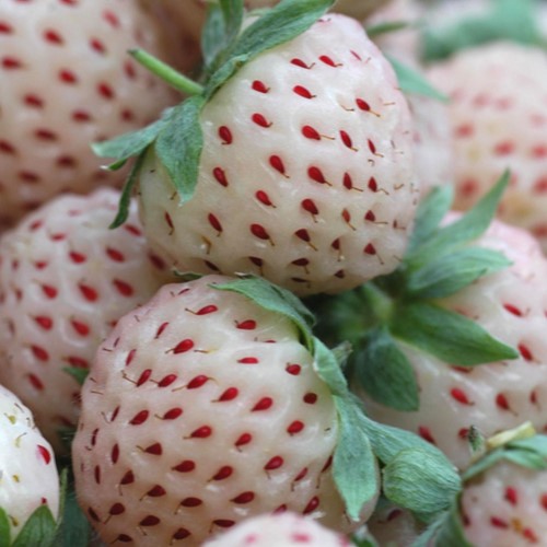 Strawberry White Pineberry (garden ready) - Fragaria