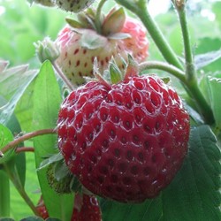 Strawberry Framberry (garden ready)