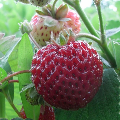 Strawberry Framberry (garden ready)