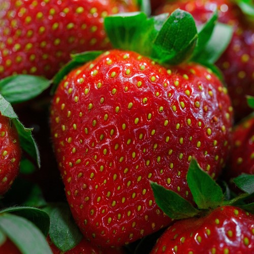Strawberry Maxim (garden ready)