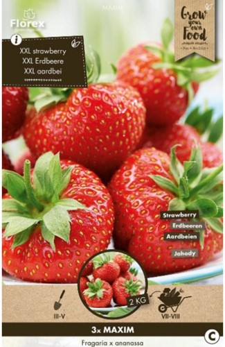 Strawberry Maxim (garden ready)
