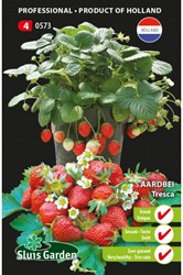 Strawberry Tresca - Fragraria