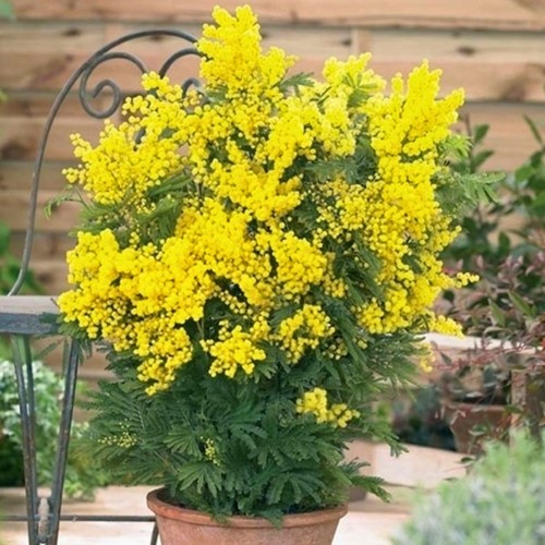 Acacia dealbata - Mimosa (Container Plant)
