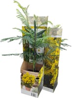 Acacia dealbata - Mimosa (Container Plant)-2