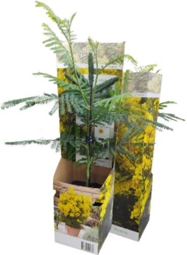 Acacia dealbata - Mimosa (Container Plant)-2