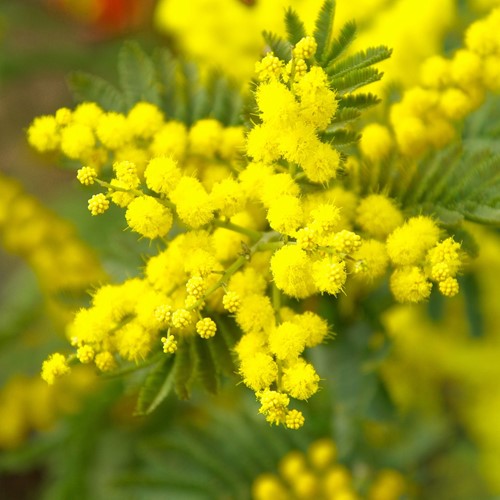 Acacia dealbata - Mimosa (Container Plant)-3