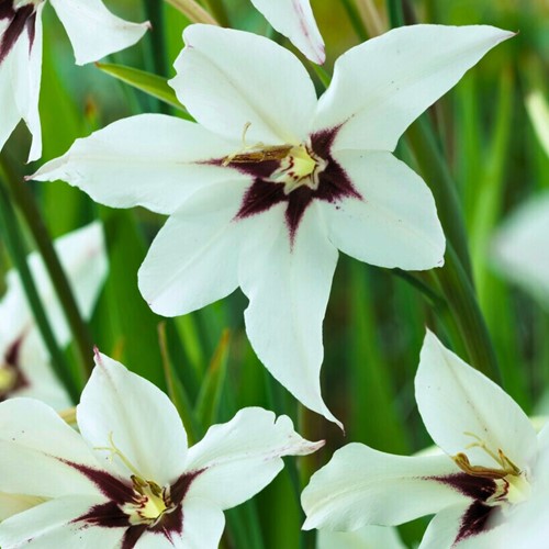 Acidanthera (Gladiolus Murielae)