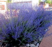 Russian sage Blue Shadow - Perovskia atriplicifolia-2
