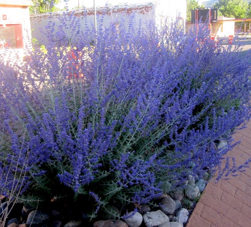 Russian sage Blue Shadow - Perovskia atriplicifolia-2