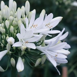 Agapanthus Alba - Cape lily (Pot Plant)