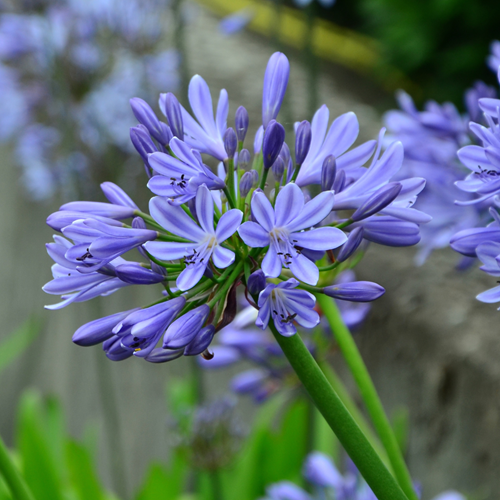 Agapanthus Blue