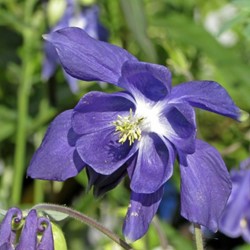 Columbine - Aquilegia Alpina pot plant