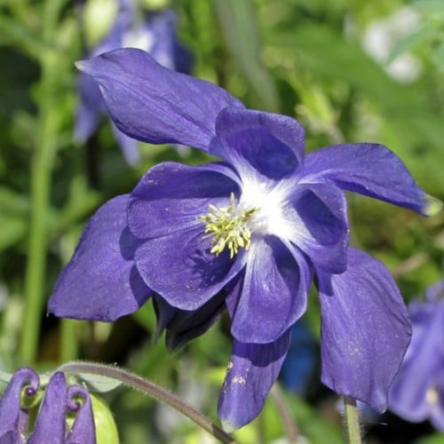 Columbine - Aquilegia Alpina pot plant