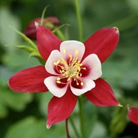 Columbine - Aquilegia Crimson Star pot plant