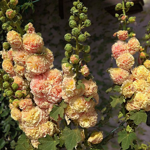 Alcea rosea Peaches 'n Dreams - Hollyhock