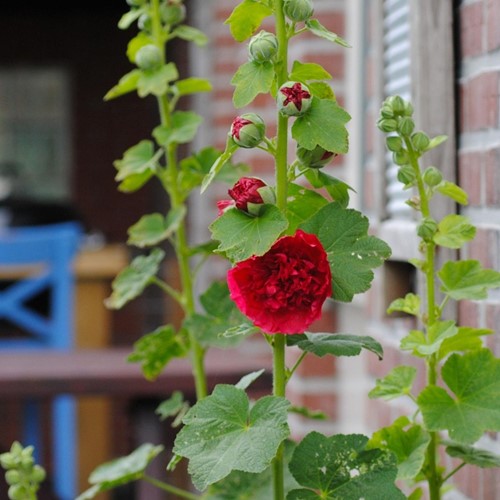 Alcea Rosea Red