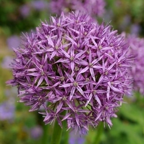 Alliums Aflatunense (Large Pack)