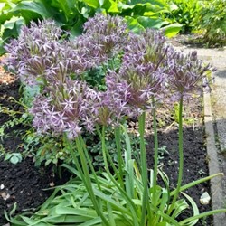 Allium Albopilosum Cristophii - Ornamental garlic