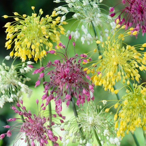 Alliums Mix