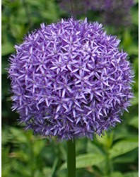 Giant Allium Globemaster