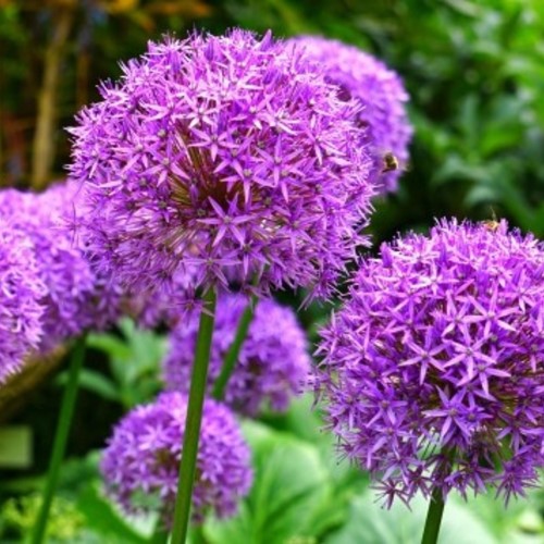 Allium Giganteum - Giant Onion