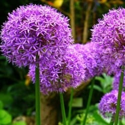 Alliums Gladiator (Large Pack)