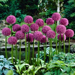 Giant Allium Globemaster