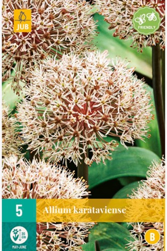 Allium Karataviense - Ornamental Onion