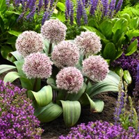 Allium Karataviense - Ornamental Onion