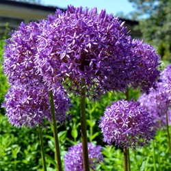 Allium Millenium - Ornamental Onion