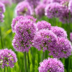 Allium Millenium - Ornamental Onion